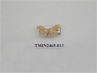 藏品(波紋斑苔蛾)的圖片